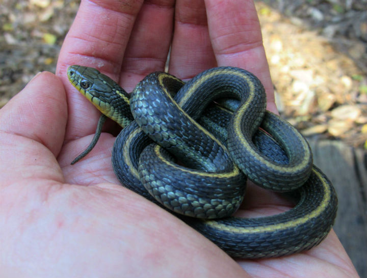 Santa Cruz Garter Snake
